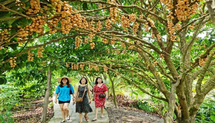 Tham quan vườn dâu Cái Tàu